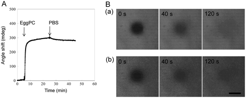 Figure 2. (A) An SPR sensorgram during exposure to EggPC SUV onto a CH3-SAM coated surface to form a supported lipid membrane. (B) Fluorescence images after photobleaching as a function of time for (a) supported lipid membrane formed on a hydrophobic CH3-glass surface and (b) supported lipid bilayer membrane on a glass surface. The images were taken at 0, 40, and 120 s after photobleaching of central region for 5 s. Scale bar = 40 μm.