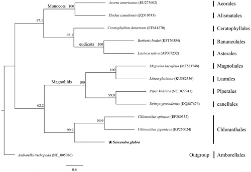 Figure 1. Maximum-likelihood tree based on 74 common protein-coding genes from 13 complete chloroplast genomes. Amborella trichopoda (Amborellales) was used as outgroup. Bootstrap values are shown next to nodes.