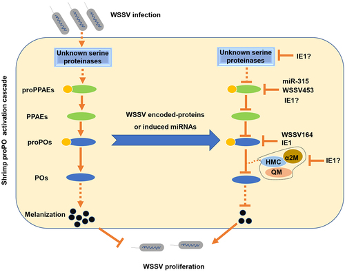 Figure 6. The proposed schematic diagram for the WSSV IE1-mediated inhibition of the proPO system in penaeid shrimp.