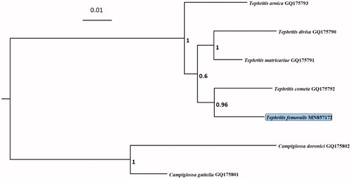 Figure 1. Phylogenetic relationships of 7 species within the Tribe Tephritini based on the Bayesian inference for combined data set (COI + COII + 16S). The numbers above the branches represent Bayesian posterior probabilities (BI). The number after the species name is the GenBank Accession number. The tree was rooted with the sequences of the outgroup species belonging to the genus Campiglossa.