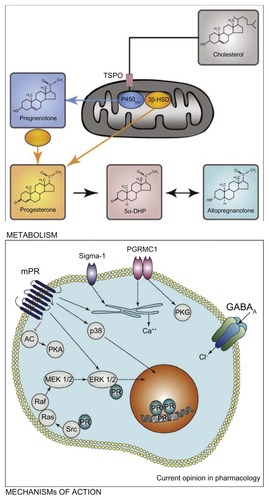 Figure 1 Cholesterol is converted to pregnenolone by cytochrome P450scc inside steroidogenic mitochondria. The transport of cholesterol across the mitochondrial membranes is a limiting step, and it involves the transport protein (TSPO). Ligands of TSPO can stimulate the passage of cholesterol into the mitochondria and, as a consequence, the synthesis of pregnenolone. The conversion of pregnenolone to progesterone by different isoforms of the 3β-hydroxysteroid dehydrogenase (3β-HSD) also takes place inside the mitochondria or within the cytoplasm.