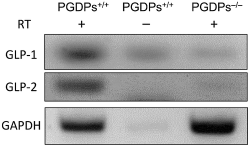 Figure 1. Expression of the GLP-1 and GLP-2 mRNA of PGDPs+/+ and PGDPs−/− mice. Expressions of GLP-1 and GLP-2 are not observed in the PGDPs−/− mice.