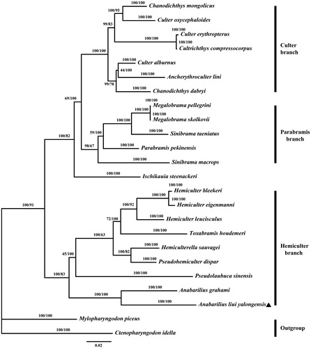 Figure 1. Phylogenetic tree of Cultrinae based on BI and ML method of cytochrome c oxidase subunit I. The bootstrap values for the BI and ML analysis are shown on the nodes (left is BI bootstrap values). Note the Triangle sign represents the species in this study. 