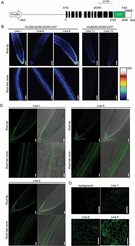 Figure 1 Expression levels and localization of transgenic lines as indicated by green fluorescent protein (GFP) fluorescence. (A) Schematic representation of the DNA construct, which contains the CaMV 35S RNA promoter (Pro35S), the 2805-bp region upstream of the start codon (ATG) of BOR2, the BOR2 gene sequence lacking a stop codon, GFP with a stop codon (TAA), and the nopaline synthase terminator (t-NOS). (B-D) Transgenic plants carrying the Pro35S-BOR2:BOR2-GFP or ProBOR2:BOR2-GFP constructs were grown for 5 d on solid media containing 1 µM boric acid. (B) Intensities of GFP fluorescence in roots are shown as color-coded heat maps. Upper panels show the meristem zone. Lower panels show the maturation zone. Scale bars indicate 75 µm. (C) Localization of GFP fluorescence in roots. Upper panels show the meristem zone. Lower panels show the maturation zone. (D) Localization of GFP fluorescence in epidermal cells of rosette leaves. Left upper panel shows background signal from the wild-type plants. Scale bars indicate 25 µm. (C, D).