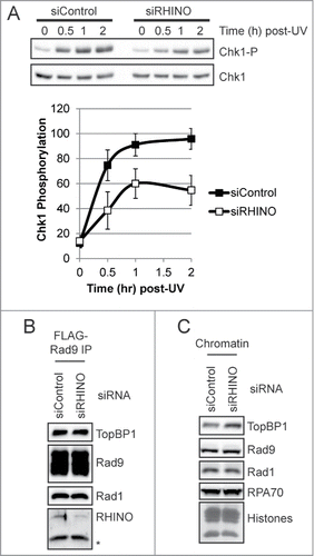 Figure 5. Knockdown of RHINO partially abrogates UV-induced ATR-Chk1 signaling but does not impact 9-1-1 complex association with TopBP1 or 9-1-1 loading on chromatin. A, Flp-In T-REx 293 cells were transfected with control or RHINO siRNAs and then exposed to 10 J/m2 of UV-C radiation. Cell lysates were examined by immunoblotting with anti-phospho-Chk1 (Ser345) or anti-Chk1 antibodies. The graph shows the average and standard deviation from 3 independent experiments. B, FLAG-Rad9-expressing cells transfected with control or RHINO siRNAs and were exposed to UV prior to preparation of whole cell lysates. The lysates were subjected to immunoprecipitation with anti-FLAG agarose and then examined by immnoblotting with the indicated antibodies. C The chromatin fraction of Flp-In T-REx 293 cells transfected with control or RHINO siRNAs and exposed to UV-C were examined by immunoblotting with antibodies against the indicated proteins. Core histones were visualized by staining the membrane with Ponceau S.