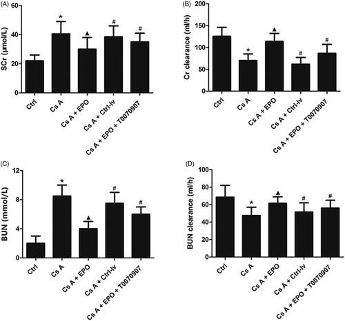 Figure 1. Effects of erythropoietin on renal function after cyclosporin A induction. (A) The mean level of SCr in each group. (B) The mean level of Cr clearance in each group. (C) The mean level of BUN in each group. (D) The mean level of BUN clearance in each group. (E) The HE staining of renal section of each group (200×). (F) The Masson’s trichrome staining of renal section of each group (400×). (G) Proprotion of renal fibrosis area. Data are presented as the means ± standard error of the mean for six independent experiments. *p < 0.05 versus the control group; ▲p < 0.05 versus the Cs A group; #p < 0.05 versus the Cs A + EPO group.