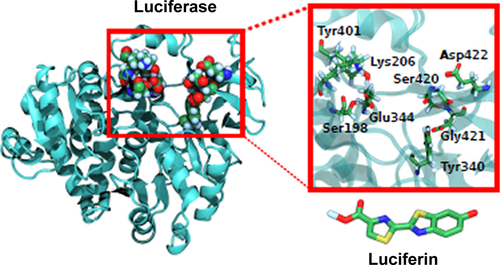 Figure S1 Luc active site showing the luciferin substrate binding site.Abbreviations: Luc, luciferase; Glu, glutamate; Tyr, tyrosine; Ser, serine; Lys, lysine; Asp, aspartate.