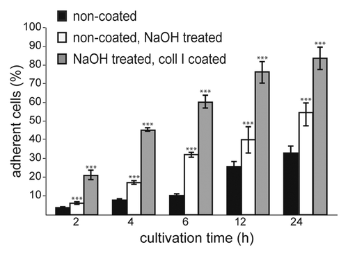 Figure 3. Effect of NaOH treatment (1 M NaOH in 50% methanol) on hMSC cell adherence. Two hundred thousand cells initially seeded per scaffold.