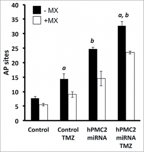 Figure 4. Treatment with MX results in a decrease in detectable AP sites. Control and hPMC2 downregulated MDA-MB-231 cells were either untreated or treated with 250 μM TMZ for 24 h. A parallel set of control and hPMC2 downregulated cells with and without TMZ was treated with 12.5 mM MX. Genomic DNA was isolated from cells and a biotinylated ARP was used to detect the abasic sites. Black columns in the bar graph represent number of AP sites in cells with or without TMZ treatment while the white columns represent the number of AP sites due to MX treatment with or without TMZ. The bracket represents the decrease in the number of detectable AP sites due to MX treatment. Error bars indicate SEM of 2 independent experiments with triplicates for each treatment. a, significance (P < 0.05) vs. untreated cells; b, significance (P < 0.05) vs. control transfected cells with the same treatment.