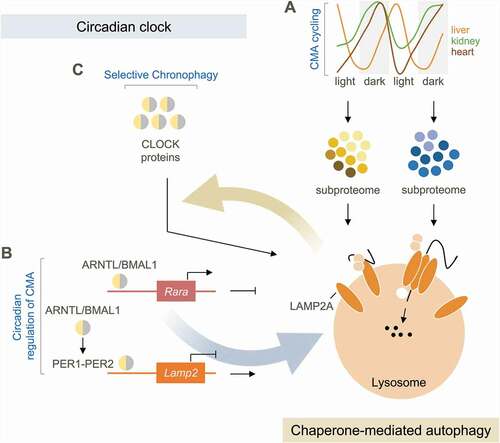 Figure 1. Reciprocal dependence of chaperone-mediated autophagy and the circadian clock. (A) Chaperone-mediated autophagy (CMA) exhibits diverging circadian oscillations in different tissues. CMA remodels the subproteome in a circadian manner by degrading distinct proteins at different times. (B) Circadian clock proteins regulate CMA, with ARNTL/BMAL1 activating a negative regulator of CMA (Rara), and by inhibiting Lamp2a expression. (C) Clock proteins are CMA substrates (selective chronophagy), and blockage of their CMA degradation leads to disruption of central and peripheral clocks and alterations in circadian outputs.