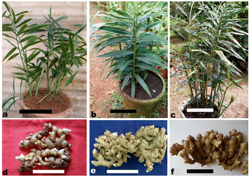 Figure 4. Plant habit and rhizomes of diploid and tetraploid ginger collections. (a) Plant habit of acc. no. 7; (b) plant habit of acc. no. 195; (c) plant habit of acc. no. 821; (d) rhizome of acc. no. 7; (e) rhizome of acc. no. 195; (f) rhizome of acc. no. 821. Scale bars represent 15 cm.