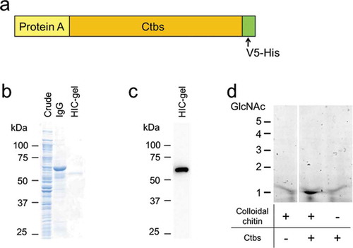 Figure 2. Expression of mouse Ctbs in Escherichia coli. (a) Schematic representation of the E. coli–expressed Protein A-Ctbs-V5-His. Coomassie Brilliant Blue staining (b) and Western blotting (c) of the recombinant protein. Crude, crude extract; IgG, IgG Sepharose fraction; HIC-gel, hydrophobic interaction chromatography and Sephadex G-75 size exclusion chromatography fraction. (d) Recombinant Ctbs was incubated with colloidal chitin at pH 3.0 and 37°C for 24 h. Degradation products were analyzed by fluorophore-assisted carbohydrate electrophoresis (FACE) as described in Materials and Methods