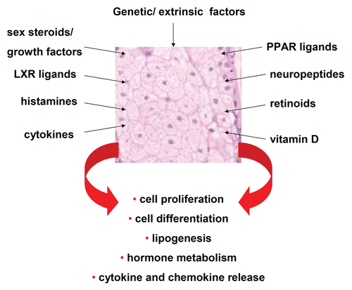 Figure 2 Regulation of the biological function of human sebaceous gland cells. Schematic overview. [LXR: liver X receptors, PPAR: peroxisome-proliferator activated receptors].