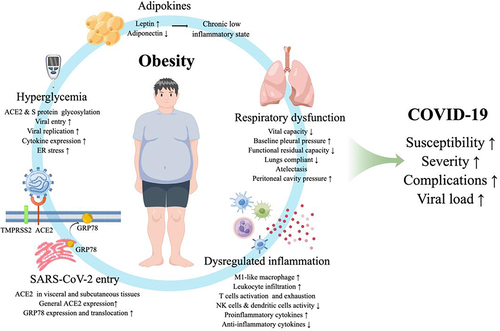 Figure 1 Mechanisms linking obesity to COVID-19. The mechanisms linking obesity to COVID-19 is elaborated from several aspects such as respiratory dysfunction, dysregulated inflammation, SARS-CoV-2 entry, hyperglycemia and adipokines, which may lead to increased viral load, increased susceptibility, increased complications, and deterioration of disease severity.