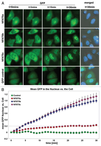 Figure 6 Live cell imaging of the nuclear import of NFAT5 isoforms under salt stress. (A) Representative live cell images from each construct at time points 0, 3, 15 and 30 min after salt stress (350 mOsmol NaCl). HeLa cells were transfected with NFAT5a/b/c-GFP and pEGFP-N3 (GFP control). The images show that NFAT5b and c shuttle into the nucleus nearly completely in 30 min. For NFAT5a, a significant part did remain in the cytoplasm. GFP control does not change the localization pattern. The cell nuclei (blue) were stained after the time course was completed (Scale bars-10 µm). Full-size images and movies are available athttp://mendel.bii.a-star.edu.sg/SEQUENCES/NFAT5_2011/. Methodical detail of the image analysis proceduresis provided inSupplemental Material B. (B) The graph shows the statistical analysis of the mean GFP values in the nucleus vs. the cell of the in vivo imaging experiment. The slope for NFAT5b and c is steeper than the one for NFAT5a.