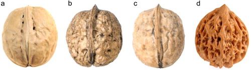 Figure 1. Typical nut characteristics for Juglans regia (a), J. sigillata (b), J. sigillata × J. regia (c), and J. hopeiensis (d).