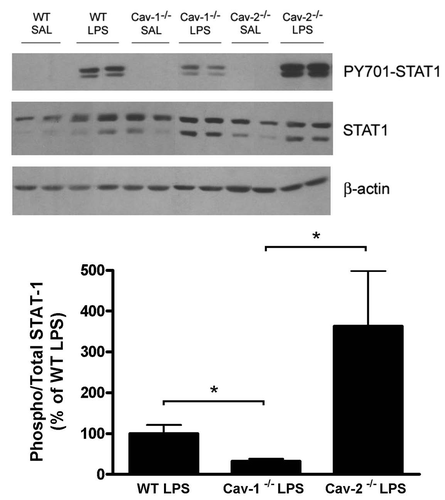 Figure 9 LPS-treated Cav-2-/- mice exhibit increased levels of tyrosinephosphorylated STAT1 compared to LPS-treated WT and Cav-1-/- mice. (A) The level of tyrosine-phosphorylated STAT1 (Tyr701) and total STAT1 were detected by immunoblot of colon lysates obtained from mice injected with saline (SAL) or LPS (20 mg/kg). (B) Densitometry analysis of the bands detected with iNOS antibody were performed with the Image J analysis software. Each group was composed of five mice. Results of LPS-treated WT were considered to be 100%.