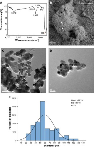 Figure 1 Dispersion and characterization of CuO NPs.Notes: (A) Fourier transform infrared spectra of CuO NPs. (B) Scanning electron microscopy image of chorion surface in 12.5 mg/L exposed embryos at 8 hours postfertilization. Note that the diameter of pores (asterisk) is ~600 nm, which is much larger than that of the CuO NPs (arrowheads). (C and D) Transmission electron microscopy images of the CuO NPs. (E) Size distribution of CuO NPs. Note that most particles were 50–60 nm in diameter. Scale bar: (B), 600 nm; (C), 100 nm; (D), 50 nm.Abbreviations: CuO NPs, copper oxide nanoparticles; SD, standard deviation.