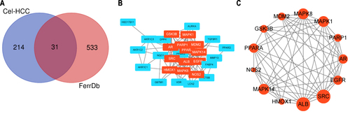 Figure 2 PPI network of celastrol-HCC-ferroptosis genes. (A) Venn diagram illustrating the common targets of celastrol (Cel), hepatocellular carcinoma (HCC), and ferroptosis (FerrDb). FerrDb is the world’s first database that is dedicated to ferroptosis regulators and ferroptosis-disease associations. Here, “FerrDb” represents all genes associated with ferroptosis. (B) PPI network generated in Cytoscape 3.9.1 by importing the STRING data for 31 shared targets. (C) Core gene cluster filtered by MCODE plugin in Cytoscape 3.9.1. Blue and red rectangular nodes together represent 31 common targets. The red nodes are the selected core gene cluster. Nodes are marked as corresponding ranks and larger circles indicate more important roles in the network.