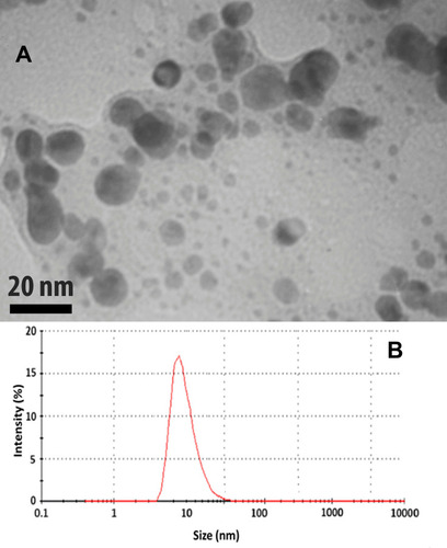 Figure 7 Determination of the shape and size of the silver nanoparticles synthesized by Taxus brevifolia extract. (A) Transmission electron microscope (TEM). (B) Dynamic light scattering (DLS).