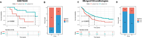 Figure 13 Evaluation of the discrimination potency of risk scores on the efficacy of immunotherapy in BLCA patients. (A and B) Prognosis and immunotherapy response of patients in GSE78220 datasets. (C and D) Prognosis and immunotherapy response of patients in IMvigor210 datasets.