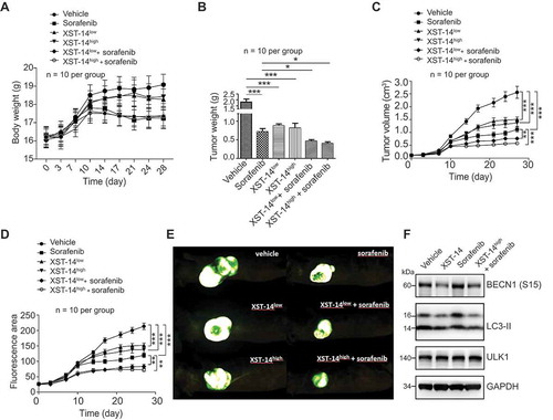 Figure 7. XST-14 acts synergistically with sorafenib to suppress HCC tumor growth. Nude mice were injected subcutaneously with HepG2 cells. When the tumor volume reached approximately 100 mm3, the mice were treated with vehicle, low-dose XST-14 (XST-14low), high-dose XST-14 (XST-14high) or a combination of sorafenib and XST-14low or XST-14high for 4 weeks. The data represent the quantified body weight (A), tumor weight (B), tumor growth curves (C), fluorescence area (D), and photographs of representative tumors (E). (F) The effects of XST-14 and/or sorafenib on the phosphorylation of BECN1, LC3-II and ULK1 in tumor tissues. Fresh tumor tissue lysates were analyzed by immunoblotting. The data are representative and/or mean ± s.e.m. (n = 10 per group). One-way ANOVA was used to compare multiple groups. *p < 0.05, ***p < 0.001.