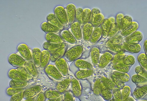 Figure 2. Photo view of the Botryococcus braunii marine algae.