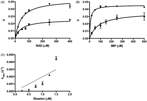 Figure 3. The ebselen inhibition of IMPDHs. (A) Ebselen inhibition in respect to NAD+, IMP concentration was kept constant at 250 μM. (B) Ebselen inhibition in respect to IMP, NAD+ concentration was kept constant at 400 μM. Circles show the assay with only vehicle and squares show the assay in the presence of 0.75 μM ebselen. Velocity (v) is in arbitrary units. (C) Ebselen irreversible inhibition to hIMPDH II. Values are mean ± SD from two independent experiments.
