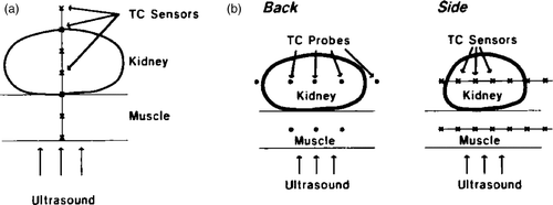 Figure 8. Diagrams illustrating the thermocouple placement in the kidney experiments. (a) For the experimental results given in Figures 9 and 10. (b) For the experimental results given in Figures 11–13.