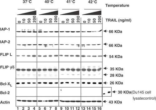 Figure 6. Intra-cellular levels of anti-apoptotic proteins during treatment with TRAIL in the conditions of normothermia and hyperthermia. CX-1 cells were treated for 4 h with various concentrations of TRAIL (0–200 ng ml−1) in the indicated temperatures. To determine the intra-cellular levels of anti-apoptotic proteins during treatment with TRAIL in normothermia and hyperthermia, equal amounts of protein (20 µg) were separated and immunoblotted as described in Materials and methods. Actin was shown as an internal standard.