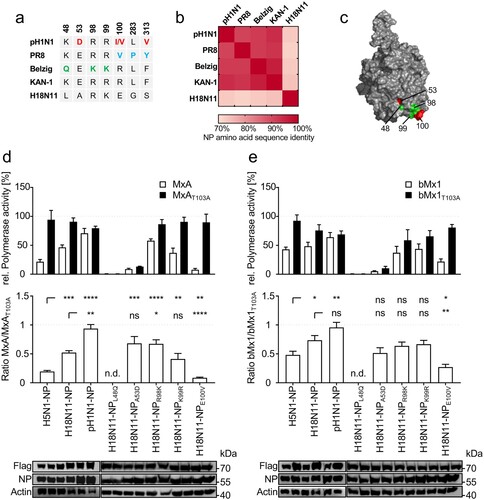 Figure 1. The bat-derived H18N11 NP confers intermediate MxA-resistance to the avian KAN-1 polymerase in polymerase reconstitution assay. (a) Amino acid differences in NP among indicated IAV strains. Previously described MxA escape mutations encoded by the human influenza strains pH1N1 (red) and PR8 (blue) and the Eurasian avian-like swine isolate Belzig (green) are highlighted. KAN-1 and H18N11 exhibit none of the known MxA-resistance patches. (b) NP amino acid sequences of the indicated strains were aligned to each other to determine amino acid sequence identity. (c) Known MxA escape mutations from (a) are highlighted in the modelled protein structure of the H18N11 NP. Adaptive mutations described for pH1N1 are shown in red and those for Belzig are displayed in green. Note that the amino acid positions 283 and 313 are not surface exposed. (d) HEK293 T cells were transfected with expression plasmids encoding the avian KAN-1 polymerase subunits PB2, PB1 and PA together with the indicated NP variants. At 24 h post transfection the viral polymerase activity was determined in presence of human MxA (white bars) or the inactive MxAT103A (black bars) and normalized to the empty vector control that was set to 100% (upper panel). The ratios of MxA to MxAT103A activities are indicated in the lower panel. (e) Viral polymerases with the indicated NP variants were reconstituted as described in (d) and expression plasmids encoding C. perspicillata bMx1 (white bars) or the inactive bMx1T103A (black bars) were co-transfected and normalized to the empty vector control (upper panel). The ratios of bMx1 to bMx1T103A activities are indicated in the lower panel. Expression levels of Flag tagged MxA or bMx1 and NP were detected by Western blot. Error bars indicate the standard error of the mean of at least three independent experiments. n.d., not done; ns, not significant; ** P < 0.01; *** P < 0.001; **** P < 0.0001; Student’s t test.