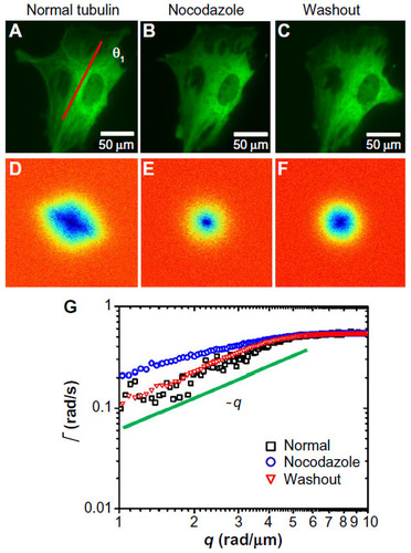 Figure 1 Short-term effect of cyto-D treatment on MEFs.