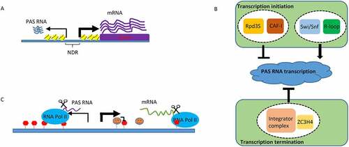 Figure 1. PAS RNA and its regulation