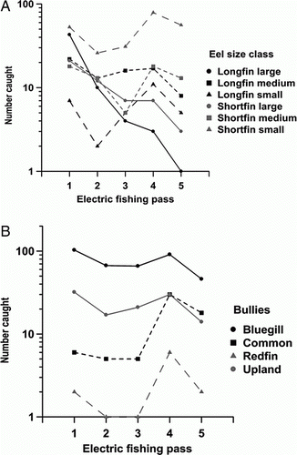 Figure 2  Trends in catches (log) of different size classes and species of eels and species of bullies in consecutive electric fishing passes in Pigeon Bay Stream. Passes 1–3 were during the day while passes 4 and 5 were at night.