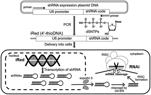 Figure 1. Schematic image of dSC iRed preparation and transcription of shRNA for RNAi effect.