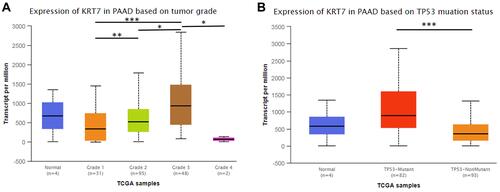 Figure 3 The relationship between KRT7 expression and tumor grade (A) and TP53 mutations (B) in PAAD analyzed by UALCAN. *P < 0.05, **P < 0.01, ***P < 0.001.