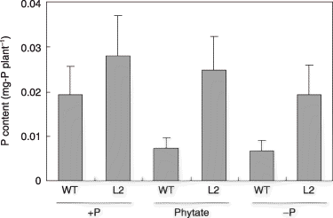 Figure 4  Shoot P contents of the tobacco LASAP2 line (L2) and wild-type (WT) plants grown in sterilized media. Values in parentheses indicate the root-to-shoot ratios. Data are presented as the mean ± standard error (n = 5).