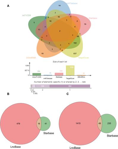 Figure 10 BCL2-related miRNAs and LncRNAs. (A) The venn of BCL2-related miRNAs. The 18 BCL2-related miRNAs were obtained by four databases, the intersection with DEmiRNAs is 2 miRNA, hsa-miR-153-3p, hsa-miR-497-5p. (B) The venn plot of hsa-miR-153-3p miRNA-related LncRNA by Lncbase and Starbase databases. (C) The venn plot of hsa-miR-497-5p miRNA-related LncRNA by Lncbase and Starbase databases.