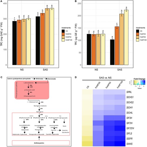 Figure 8. Determination of changes in total polyphenols and expression profile of flavonoids pathway genes in tomato leaves in control and FeONP-treated plants under NS and SAS. (A) Total phenolic content (TPC), (B) total flavonoid content (TFC), (C) genes involved in side branch of the flavonoids pathway, and (D) heatmap of expression profile for flavonoid pathway genes in tomato. The data represent the mean values obtained from three independent experiments with error bars indicating standard errors. Bars marked with distinct letters denote significant differences, as determined by the Duncan test (p < 0.05).