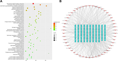 Figure 5 KEGG pathway enrichment analysis of target in ZSW for DN treatment. (A) The enrichment results of the top 50 KEGG pathways. (B) The “targets-top 50 pathways” network. The rose-red arrow represents the pathway. The green rectangle represents the potential target of DN treatment. The gray edge represents the interaction between chemical ingredient and target.