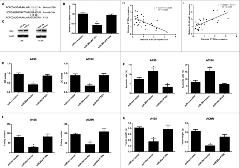 Figure 4. PTEN is the direct target of miR-26a in RCC cells. (A) Schematic illustration of the predicted binding sites between miR-26a and PTEN. (B) Luciferase reporter assays were performed in 293T cells after co-transfecting PTEN wild type or mutant UTR with miR-26a. (C) The PTEN protein level was examined by western blot in RCC cells after miR-26a overexpression. (D–F) Cell growth, colony formation and cell apoptosis a were examined in RCC cells after miR-26a/PTEN overexpression. (G) The tumor growth was examined after inoculating with miR-26a/PTEN overexpression RCC cells. (H and I) The correlations between miR-26a level with PTEN level (H) or DLX6-AS1 level (I) was examined by q-PCR analysis. All data was shown as mean ± s.e.m. from 3 independent experiments. * represents p < 0.05.