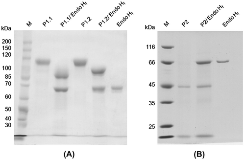 Fig. 2. Deglycosylation of protein samples by endoglycosidase Hf (Endo Hf).Notes: (A) 7.5% SDS-PAGE of P1.1 and P1.2. (B) 10% SDS-PAGE of P2. The protein samples are indicated above the lanes. Lane M is protein size markers.