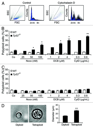 Figure 1. The absence of Tp53 facilitates the drug-induced tetraploidization of colonocytes. (A) DNA content analysis of cells obtained from Tp53−/− colon organoids that have been left untreated or treated with 0.6 μg/mL cytochalasin D for 48 h. (B and C) Percentage of polyploid cells (DNA content > 4n, means ± SEM, n = 1–3) developing in wild-type (WT) and Tp53−/− colon (B) or small intestine organoids (C) upon exposure to the indicated concentrations of nocodazole (Noco), dihydrocytochalasin B (DCB) and cytochalasin D (CytD). *p < 0.05, **p < 0.01, as compared to equally treated WT organoids. (D) Morphological aspects of freshly sorted diploid and tetraploid cells from Tp53−/− colon organoids, as determined by phase contrast microscopy. Representative microphotographs (scale bar = 10 μm) and quantitative data (means ± SEM, n = 10) are shown. ***p < 0.001.