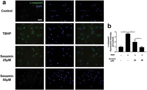 Figure 7. Sesamin inhibits TBHP-induced HUVECs apoptosis through caspase3 pathway.