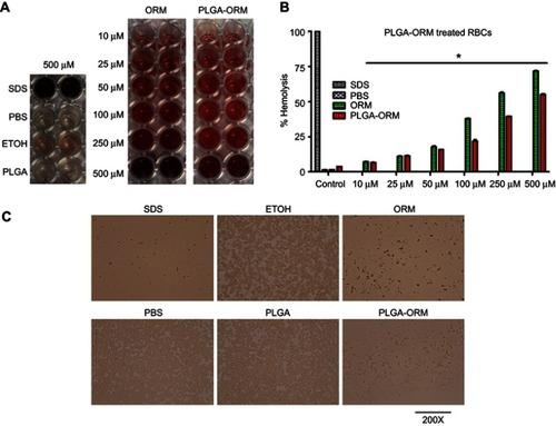 Figure 3 Hemocompatibility (Hemolysis) of PLGA-ORM with human RBCs. (A) Optical images of the supernatant. Human RBCs were treated with PLGA-ORM at different concentrations for 2 hrs at 37°C and centrifuged at 1000 rpm for 5 mins. Supernatant was collected in a 96-well plate and imaged with CamScanner mobile app. (B) Absorbance (optical density) of the supernatant. Supernatant containing wells were measured at 570 nm. SDS and PBS were used as positive and negative controls, respectively. Results were normalized to SDS. Error bars show SEM, n=3. *p<0.05. (C) Phase contrast images of RBCs. After 2 hrs of treatment, a drop of RBCs was placed on a glass slide, covered with coverslip and imaged with a phase contrast microscope. Images shown only at the highest concentration used (500 µM). Images were taken at 200×.Abbreviations: ORM, ormeloxifene; RBCs, red blood cells.