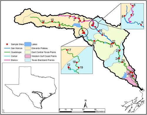 Figure 1. Sampling sites 1–28 in the Guadalupe River (green line), Texas and its tributaries, the Blanco River (pink), San Marcos River (blue), and Comal River (see insert), The four ecoregions are shown as differently colored areas.