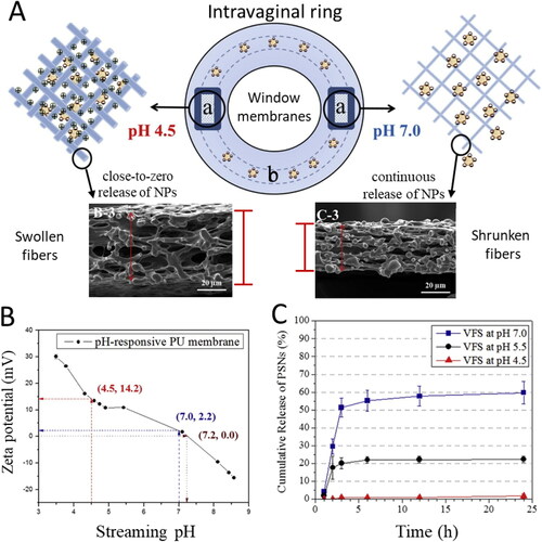 Figure 6. (A) Diagram of the proposed use of the e-spun porous pH-responsive PU membrane as a “window” membrane in reservoir-intra vaginal ring (IVR) for controlled release of anionic nanoparticles release: (a) window membrane; (b) drug reservoir. pH-responsive change in electrostatic interaction between the pH-responsive membranes and the anionic nanoparticles and morphology of the membrane contribute to the smart release of nanoparticles. (B) Influence of streaming pH on the zeta-potential of the e-spun PU membranes at pH ranging from 3.5 to 8.5. (C) In vitro nanoparticle permeation studies of porous pH-responsive PU (PEG-HEP-MDI-PG) membrane. Cumulative release of the nanoparticle from the porous pH-responsive PU (PEG-HEP-MDI-PG) membrane for 24 h was evaluated at pH 4.5, pH 5.5, and pH 7.0. Anionic blue-dyed nanoparticles (PSNs, 200 nm) were used. Temperature was maintained at 37 °C. Adapted with permission from Ref. [Citation172].