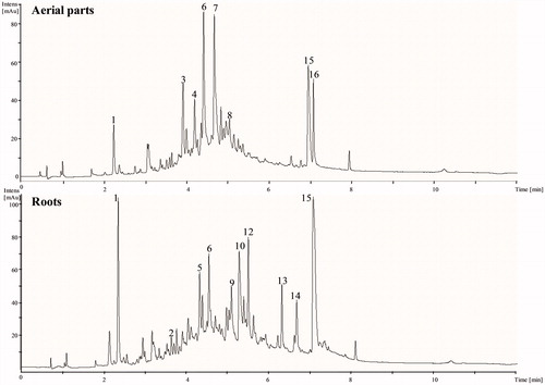 Figure 1. LC-DAD-ESI-MS base peak chromatograms in negative ion mode and UV at 280 nm for the ethyl acetate fraction of aerial parts and roots of F. pulverulenta.