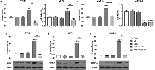 Figure 6. Inhibition of miR-185 up-regulated the expression of VEGF and MMP-9 by targeting STIM1 in ox-LDL induced MOVAS cells. (a-d) The mRNA expression of STIM1, VEGF, MMP-9 and miR-185 were assessed by RT-qPCR. (e-g) The protein levels of STIM1, VEGF and MMP-9 were determined by Western blot. *P< 0.05, **P< 0.01, versus control. #P< 0.05, ##P< 0.01, versus NC. ^P< 0.05, ^^P< 0.01, versus mock. &P< 0.05, &&P< 0.01, versus inhibitor+NC.