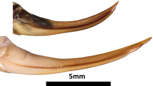 Figure 10. Top: Hemiandrus nox sp. nov. has a shorter, darker, curvier ovipositor compared to other species described here. Bottom: Hemiandrus maculifrons ovipositor for comparison.
